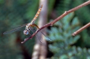 Dragon Fly with Better Beamer.jpg