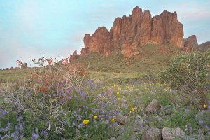 Superstitious Boquet.jpg