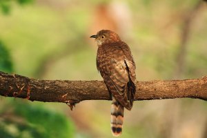 IMG_0081 With 500 IS LUSM UL.jpg