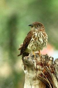 IMG_0112 On the wooden stool 2 UL.jpg