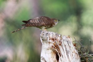 IMG_0170 On the wooden stool UL.jpg