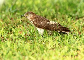 IMG_0142 With a prey UL.jpg