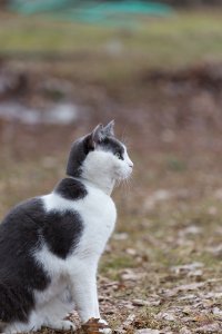029 Kitty.jpg