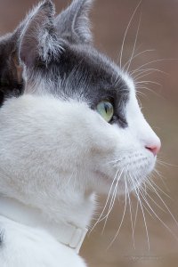 029 Kitty-2.jpg
