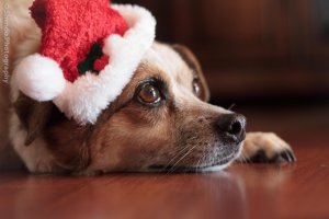 Waiting for Santa.jpg