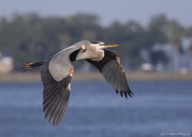 In Flight-0778-3.JPG