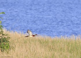 Wood Duck in Flight-0706-2.JPG