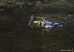 Yellow Rumped Warbler-5168.JPG