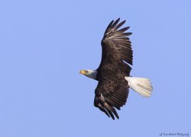 Bald Eagle-0740.JPG