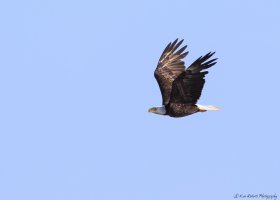 Bald Eagle-0741.JPG