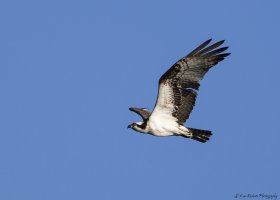 Osprey-0701.JPG