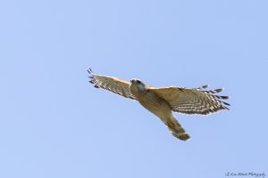 In Flight-0965-2.JPG