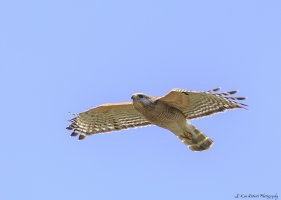 In Flight-0963-2.JPG