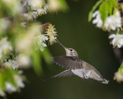 hummingbird mt park great .jpg