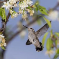 hummingbird mt park great tail.jpg