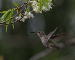 hummingbird mt park great no fl.jpg