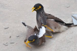 Mynah Fight 1.jpg