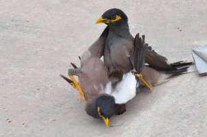 Mynah Fight 1a.jpg