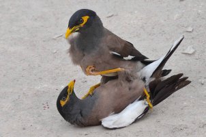 Mynah Fight 2.jpg