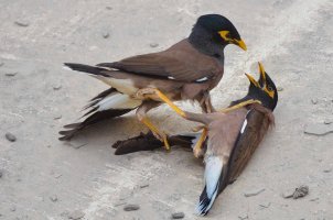 Mynah Fight 3.jpg