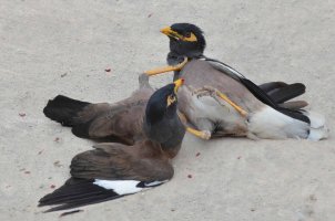 Mynah Fight 4.jpg