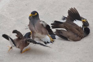 Mynah Fight 6.jpg
