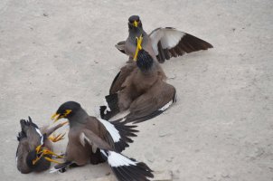 Mynah Fight 7.jpg