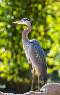 san diego zoo_002.jpg
