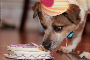 4.28.13 Gizmo Birthday-1.jpg