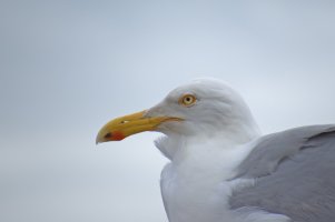 Herring Gull SX50_resize.jpg