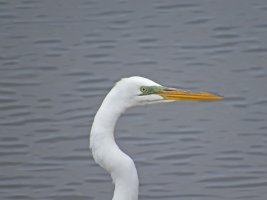 Great Egret SX50_resize.jpg