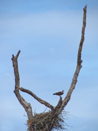 Osprey & Nest SX50_resize.jpg