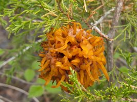 Cedar Apple Rust SX50_resize.jpg