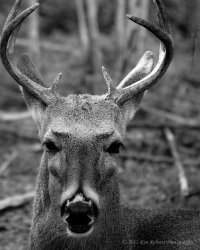 White Tailed Buck Head Portrait 2 BW -  Ken Roberts Photography.JPG