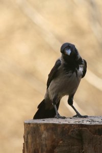 IMG_0671 v1 lysnet h1080.jpg