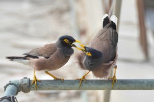 Mynah Attitude.jpg