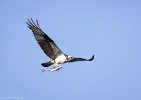 Flight Catch of the Day-1140.JPG