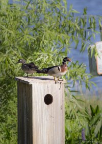 Couple On Nest-0307.JPG