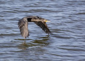 In Flight Water-0447.JPG