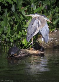 Love Birds VG-12-0341.JPG