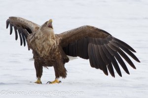 White-tailed-eagle-5.jpg