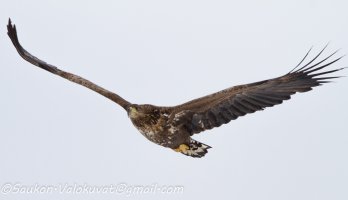 White-tailed-eagle-6.jpg
