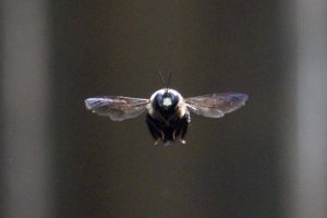 IMG_2403a.jpg