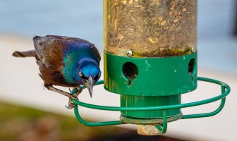 Remote Control Birds-161.jpg