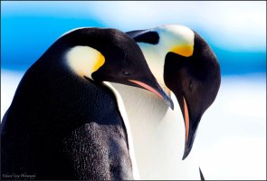 Penguins Look Like This.jpg