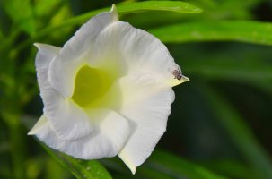 Spring Flower with a Fly.jpg