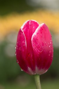 Elizabeth_Park_Tulips-2-2.jpg