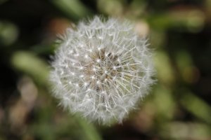 dandelion.jpg