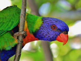 Rainbow Lorikeet 1 (1024x770).jpg
