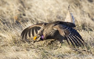 Sharptail Grouse (16 of 36).jpg